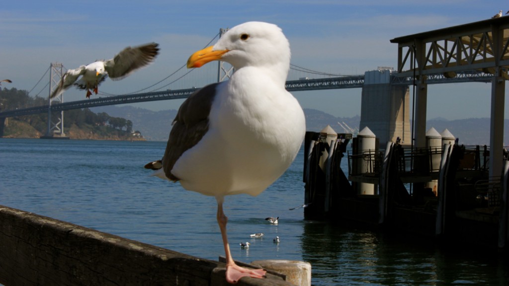 seagull